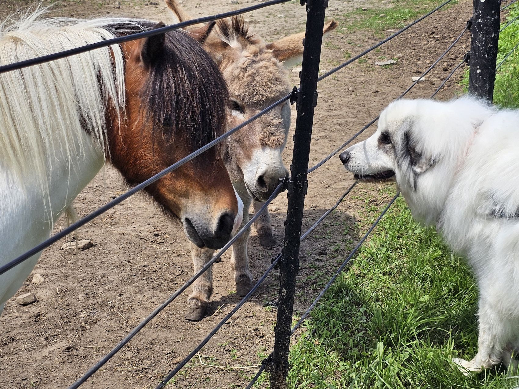 2025 Farm Showcase - Smith Brothers Farm