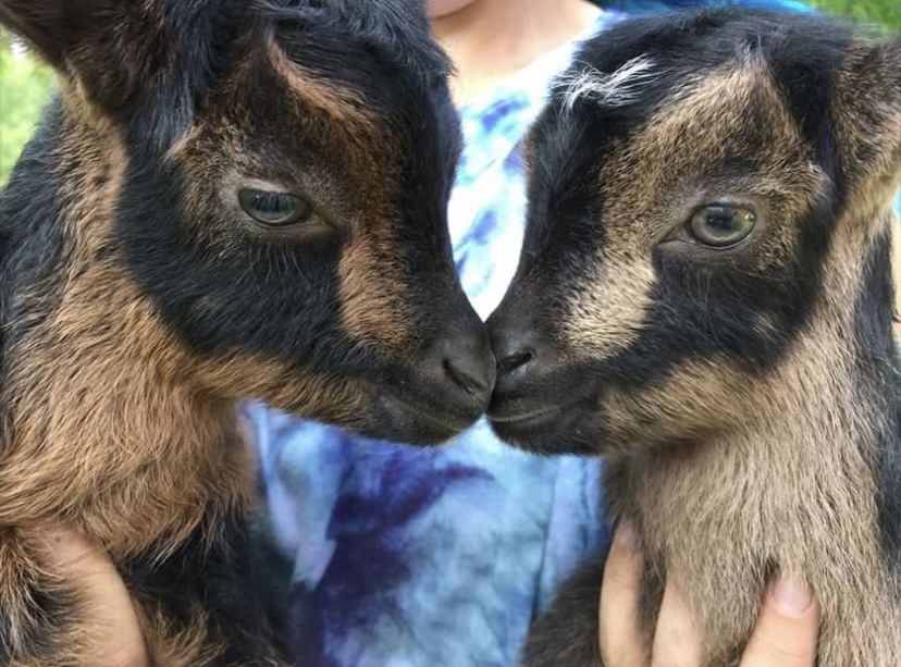 cute goats kissing from mack brin farm