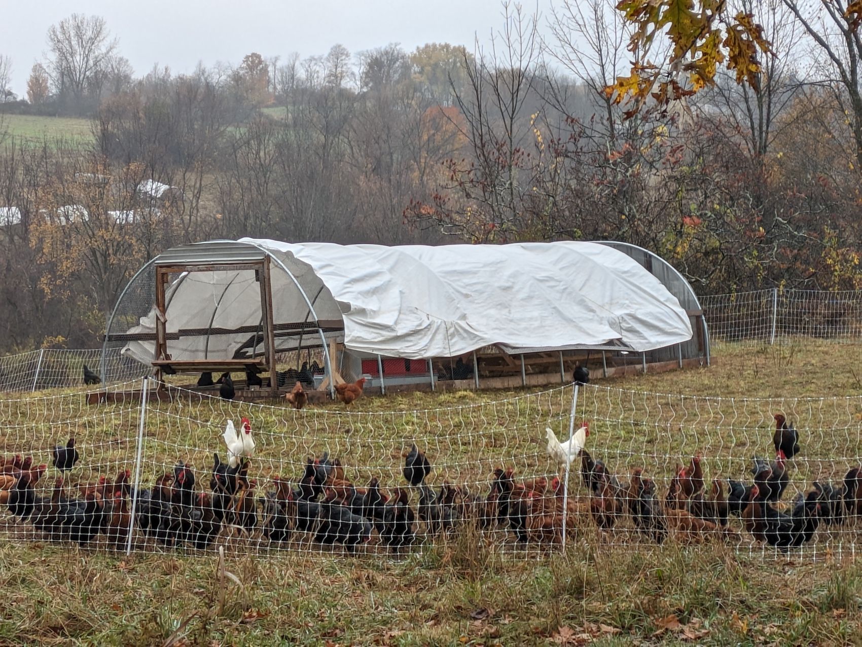 chicken farm