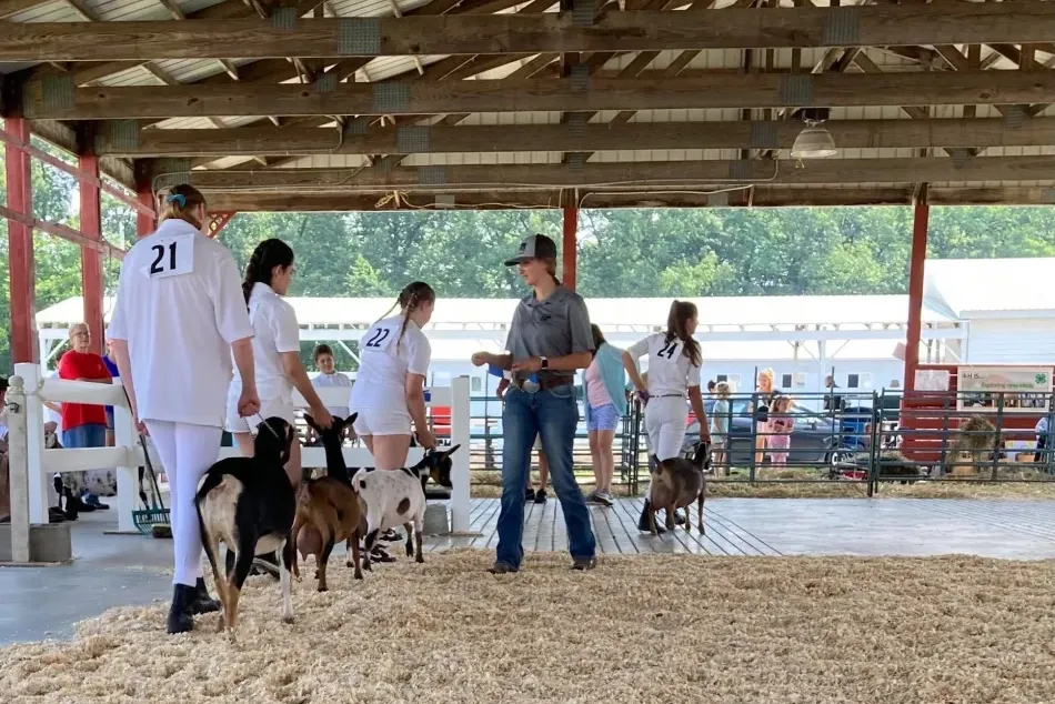 saratoga county fair 4-h goats