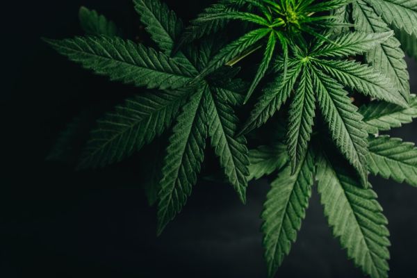 marijuana leaves cannabis plants a beautiful background