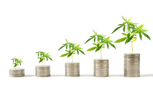 Marijuana plants growing on stacks of coins isolated on white background. Marijuana growing business concept.