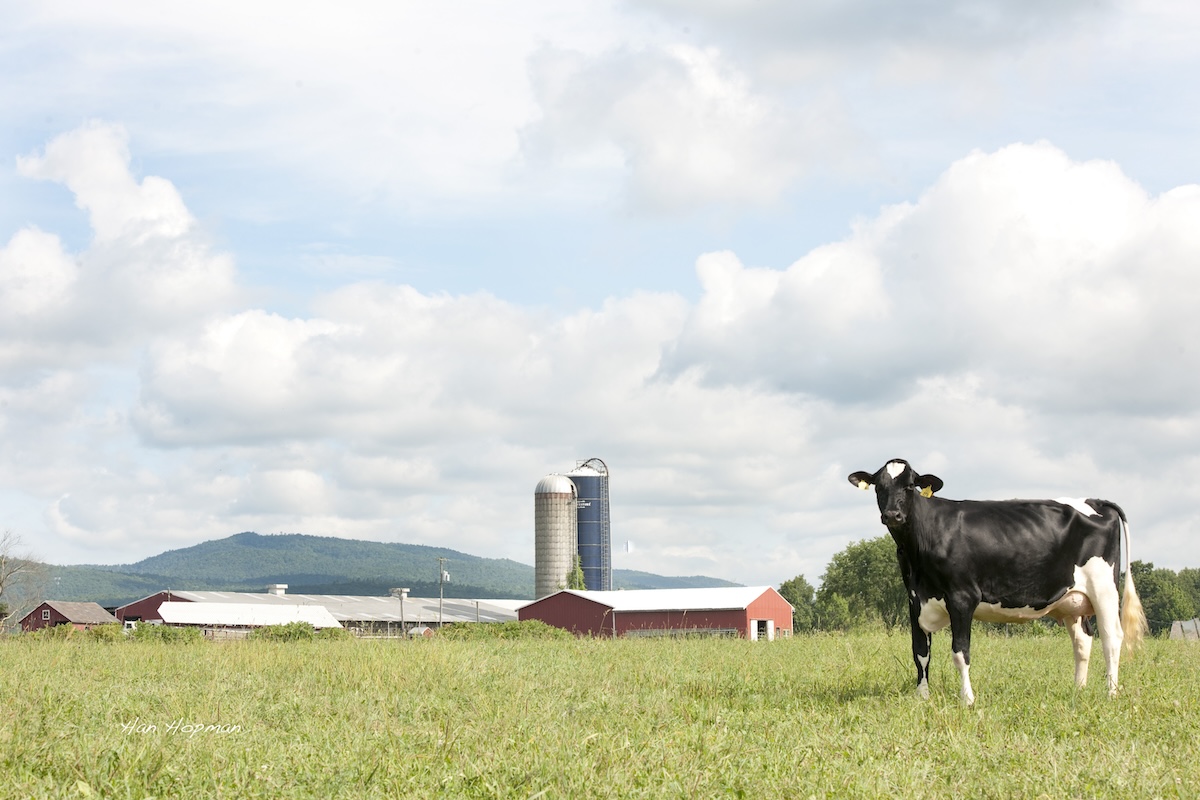 cow on farm