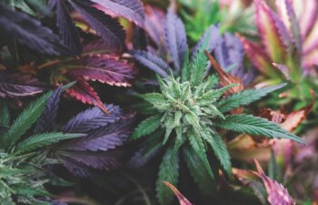 marijuana plant on the farm medical cannabis, leaves and trichomes are the best strain