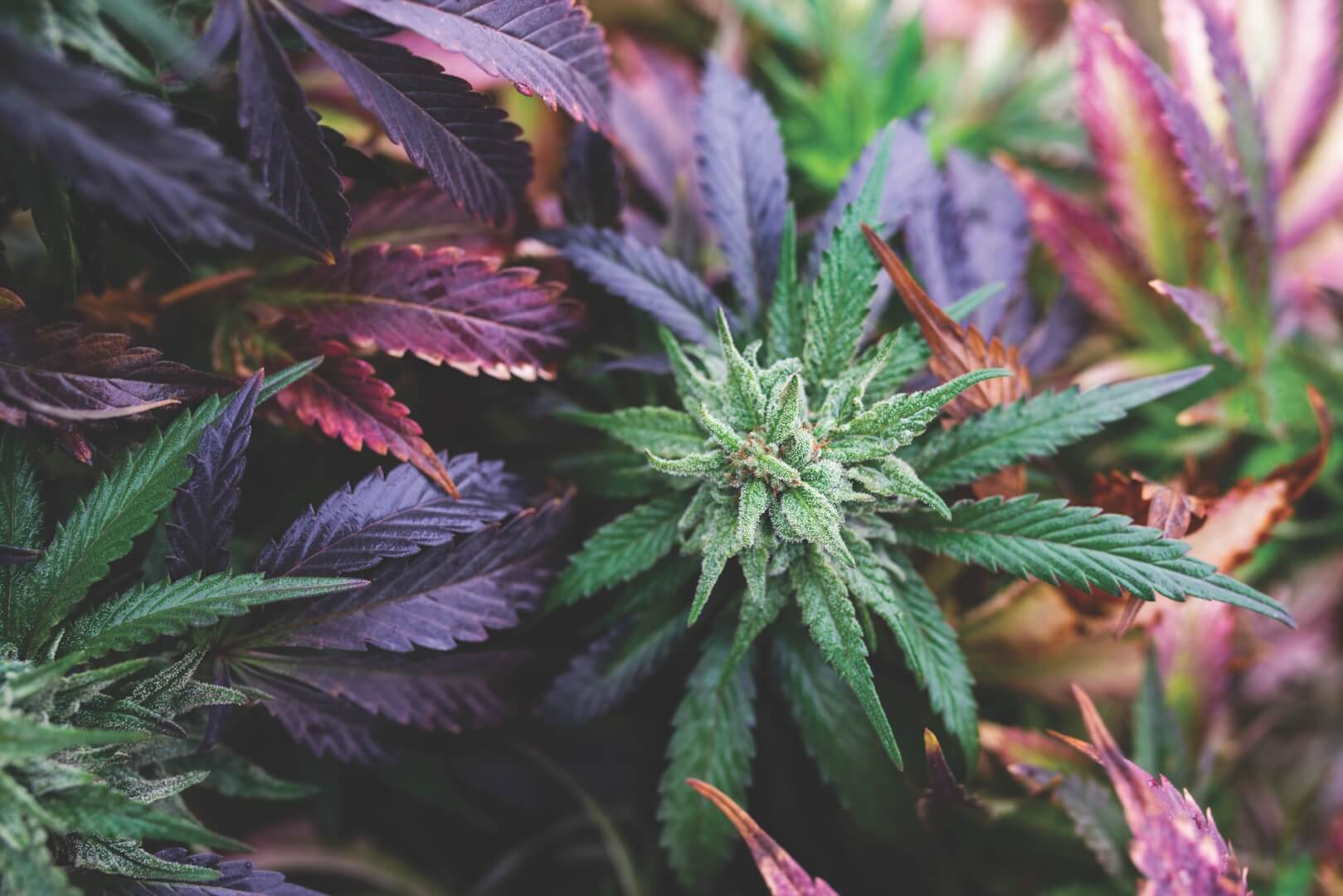 marijuana plant on the farm medical cannabis, leaves and trichomes are the best strain