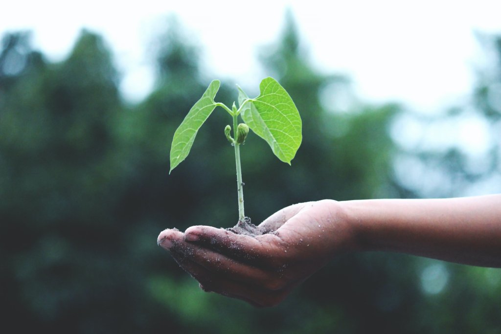 Person's hand holding a small green plant on top of a pile of dirt. 