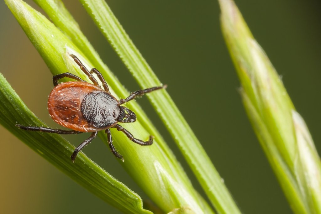Closeup of a tick on a plant straw
