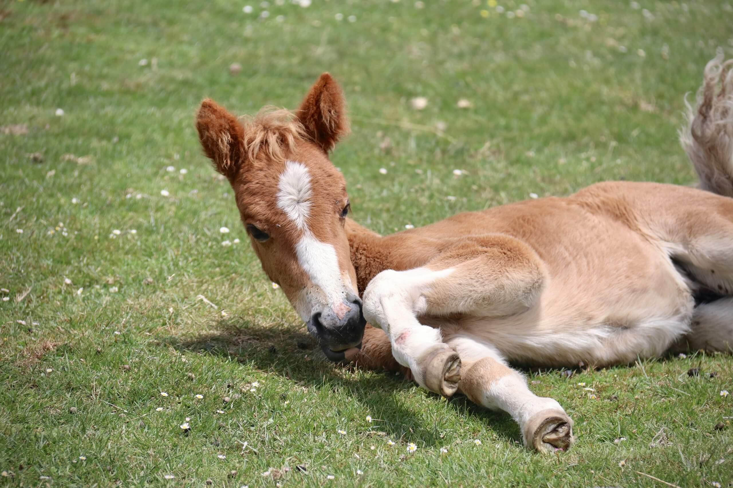 Foal - 4-H Club Vet Science Program