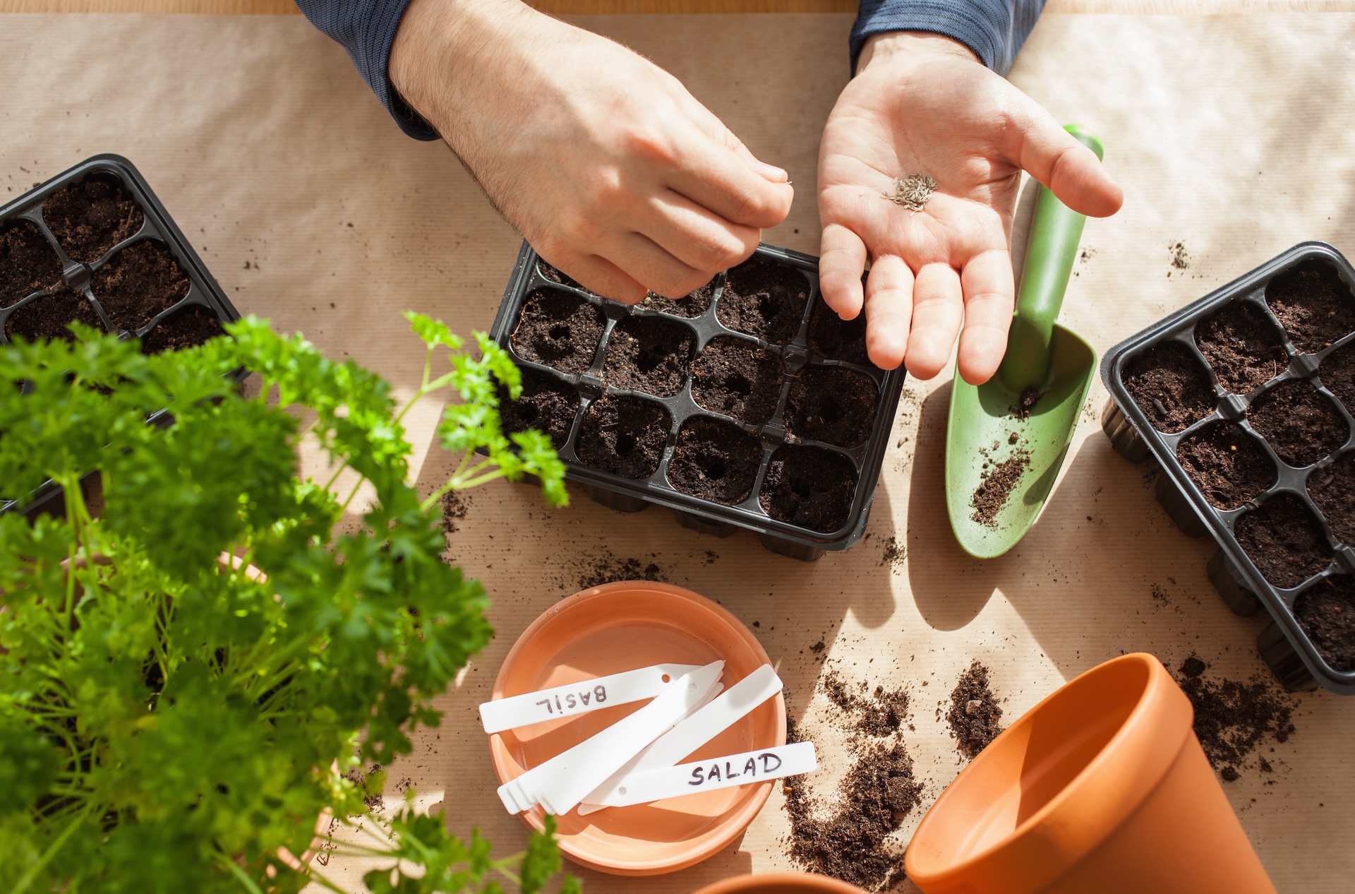 gardening, planting at home. man sowing seeds in germination box