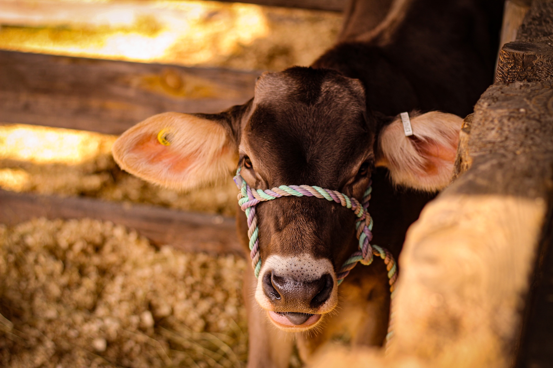 calf