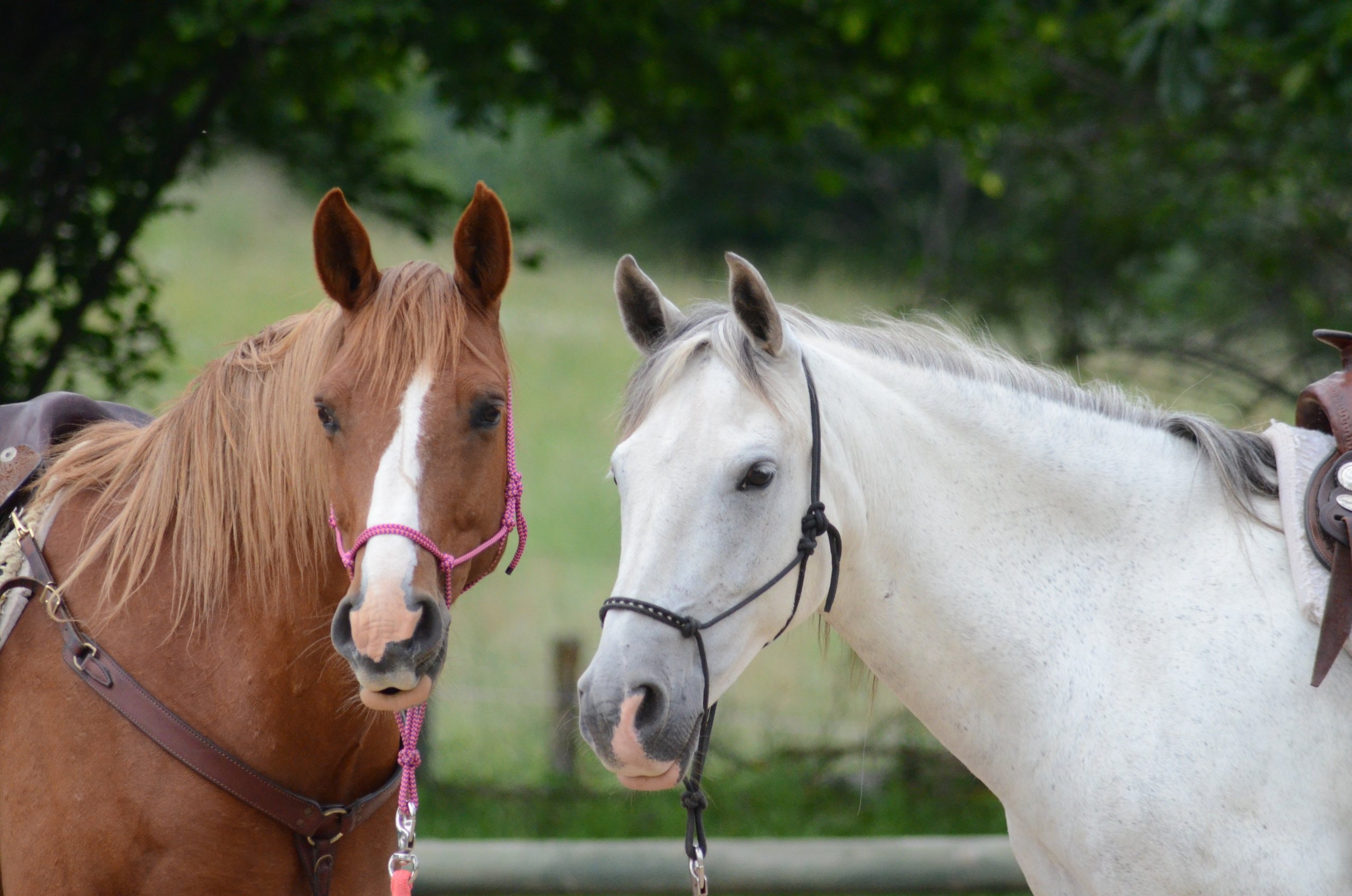 two horses