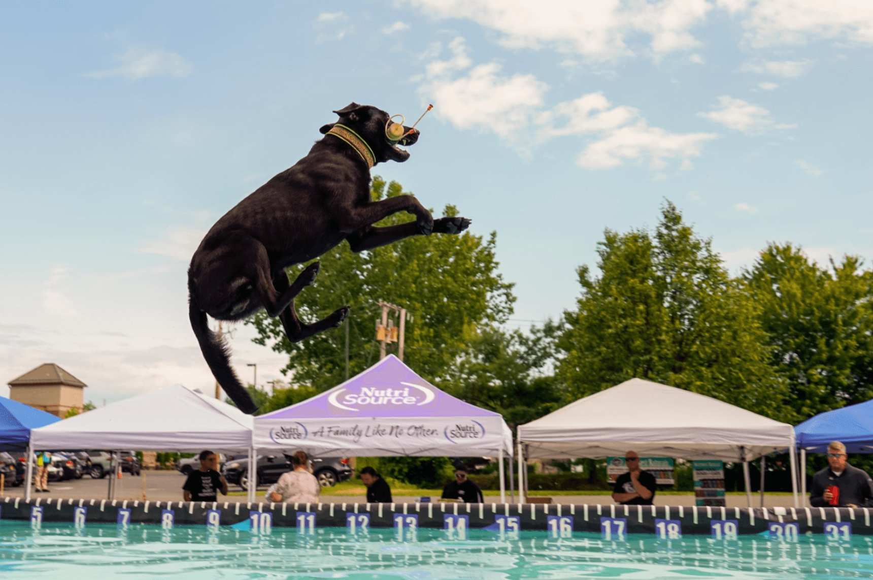 DockDogs
