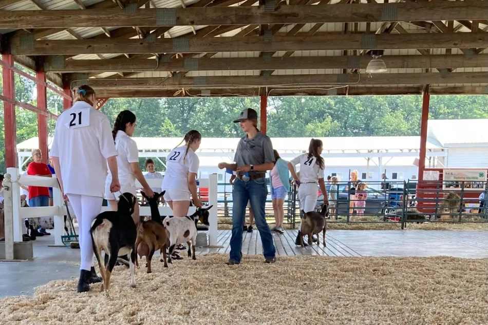 saratoga county fair 4-h goats