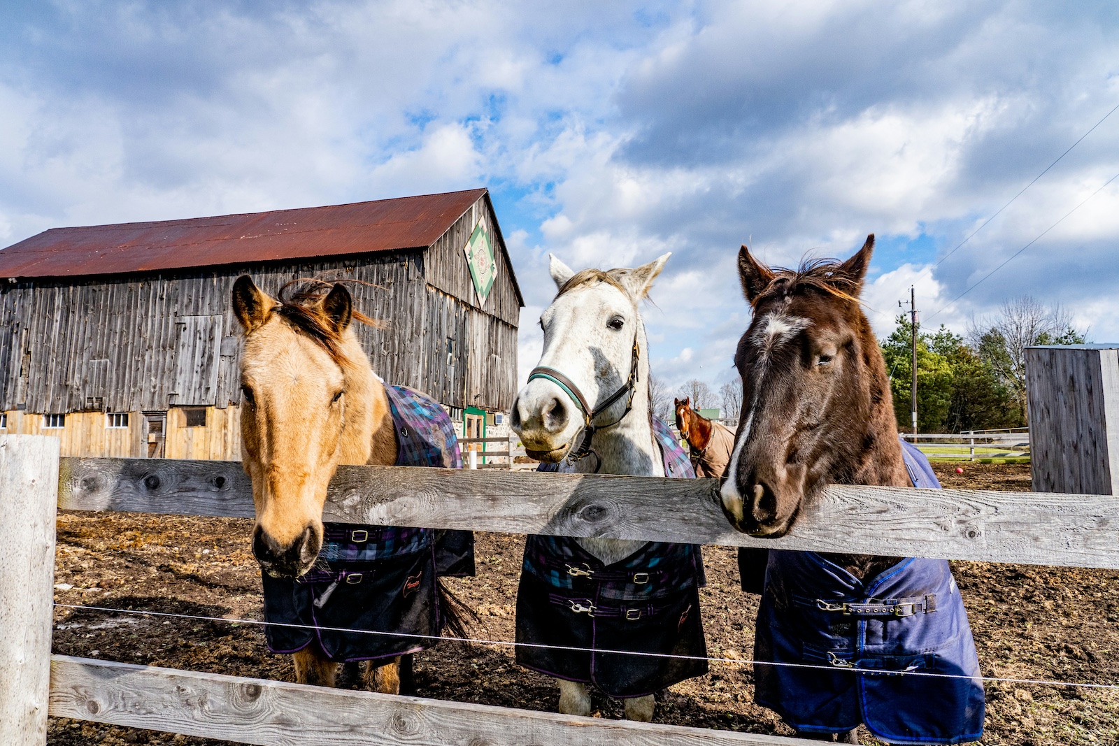 three horses