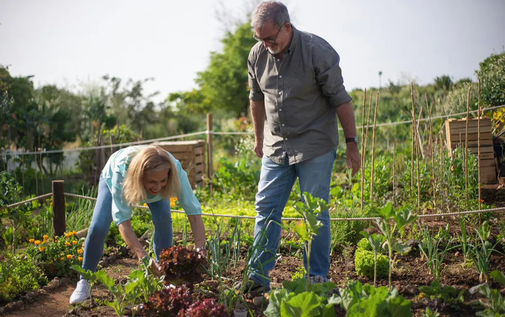 older white couple gardening