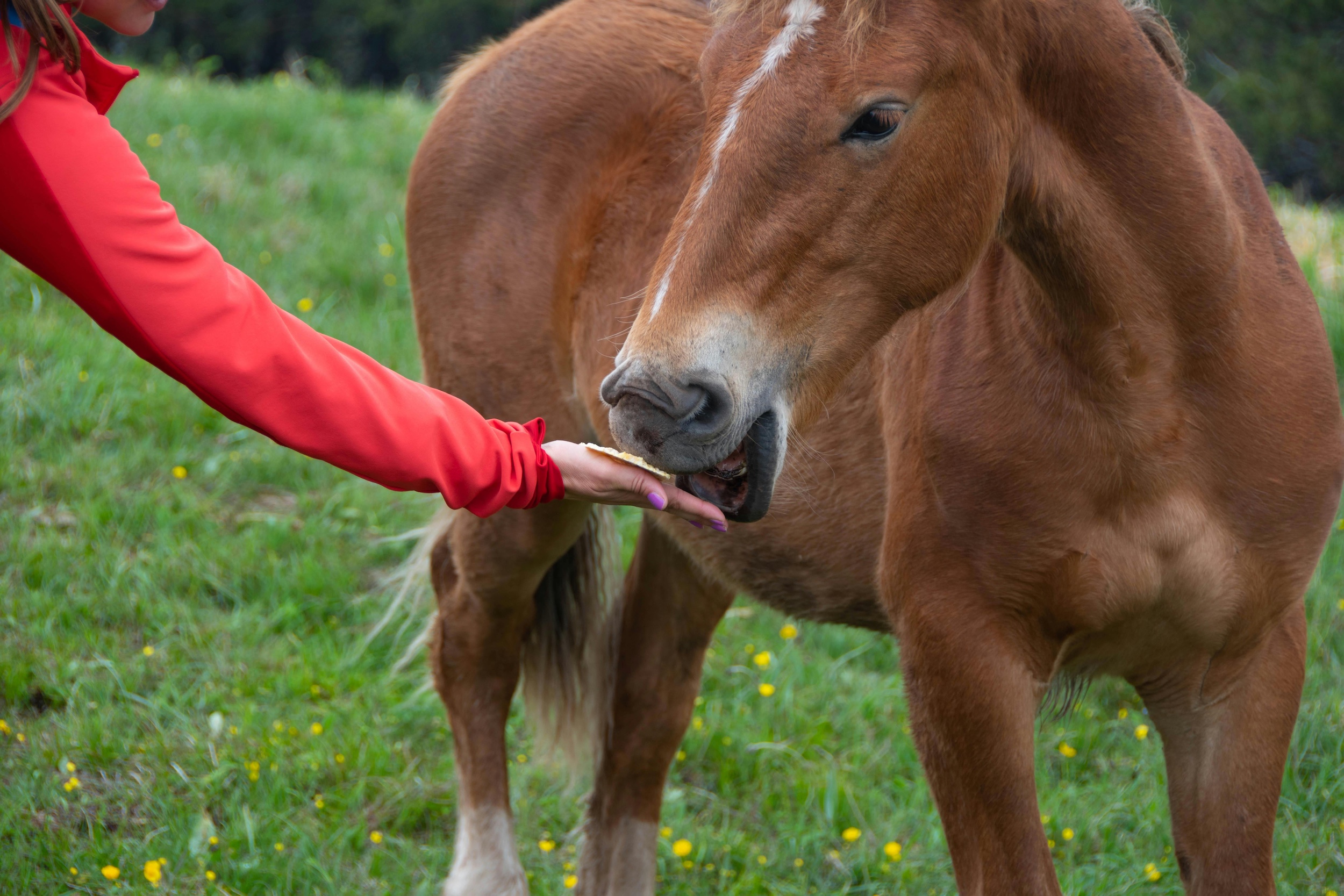 person feeding horse