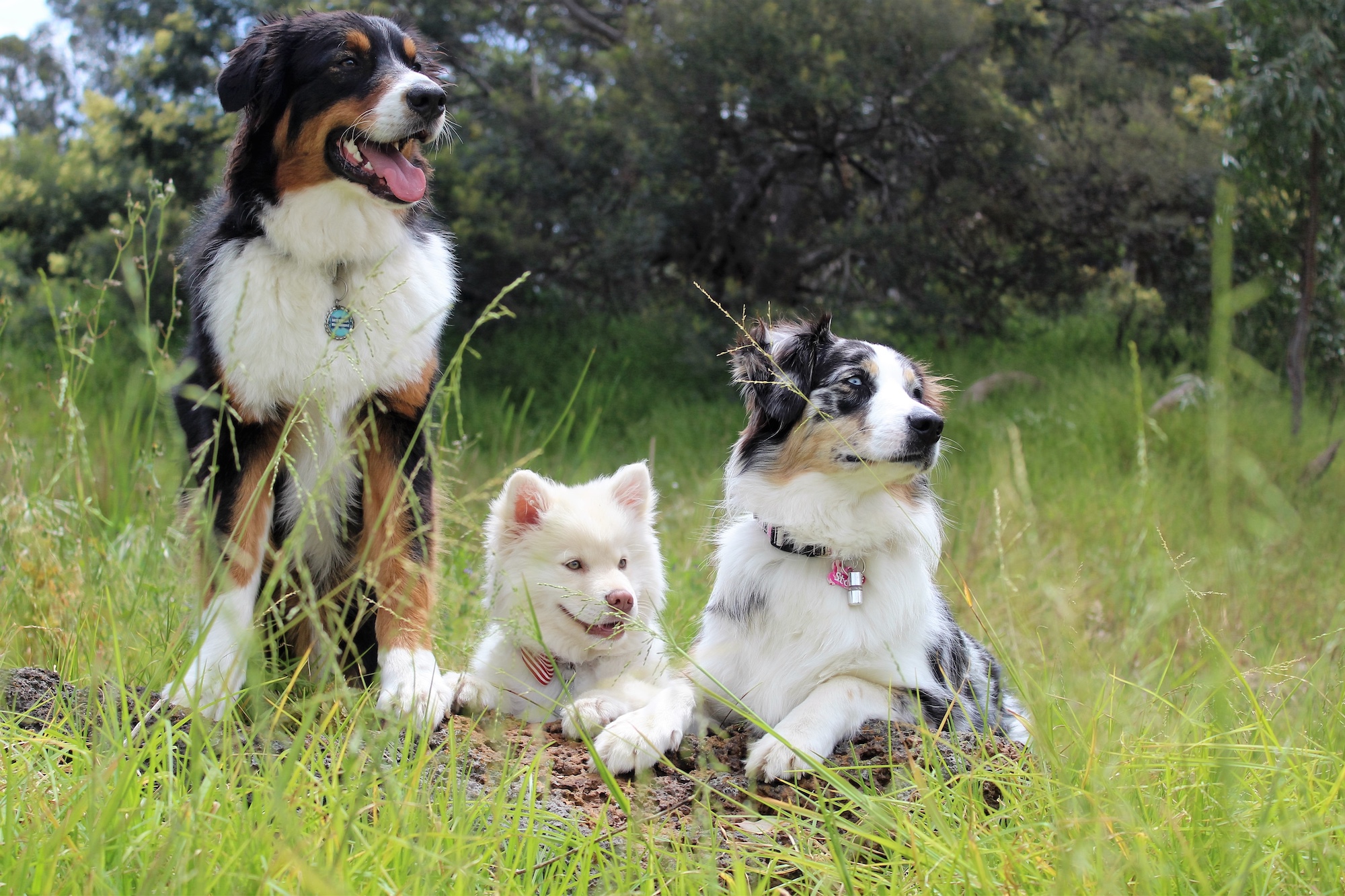 puppies