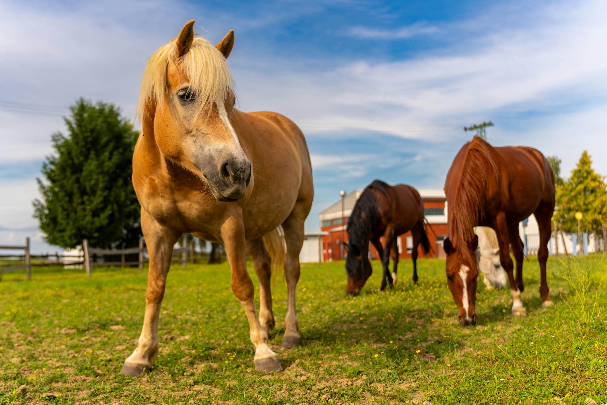 horses in a field