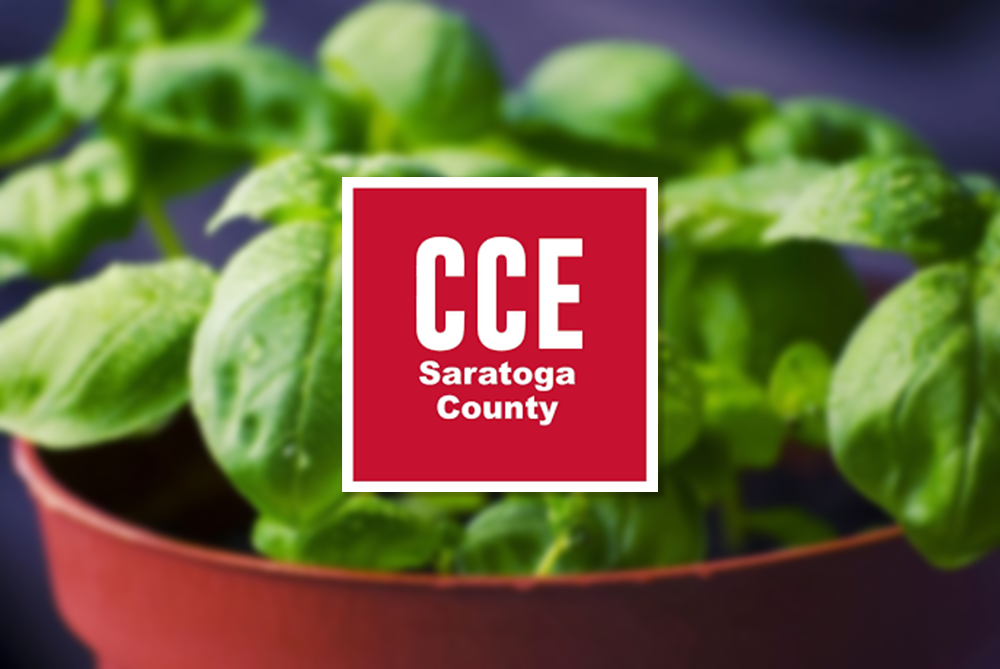 CCE Saratoga logo over top of a blurred image of basil to symbolize the seed library