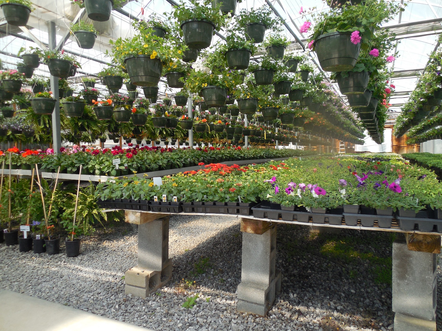 horticulture greenhouse