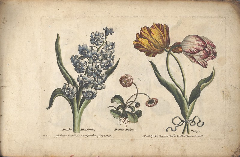 Heckle, A., The florist, or, An extensive and curious collection of flowers, for the imitation of young ladies, either in drawing or in needle-work (1757).