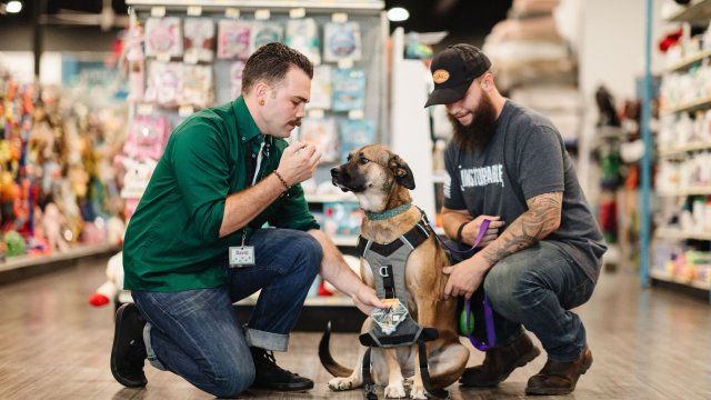 two men leaning down with a dog wearing a harness