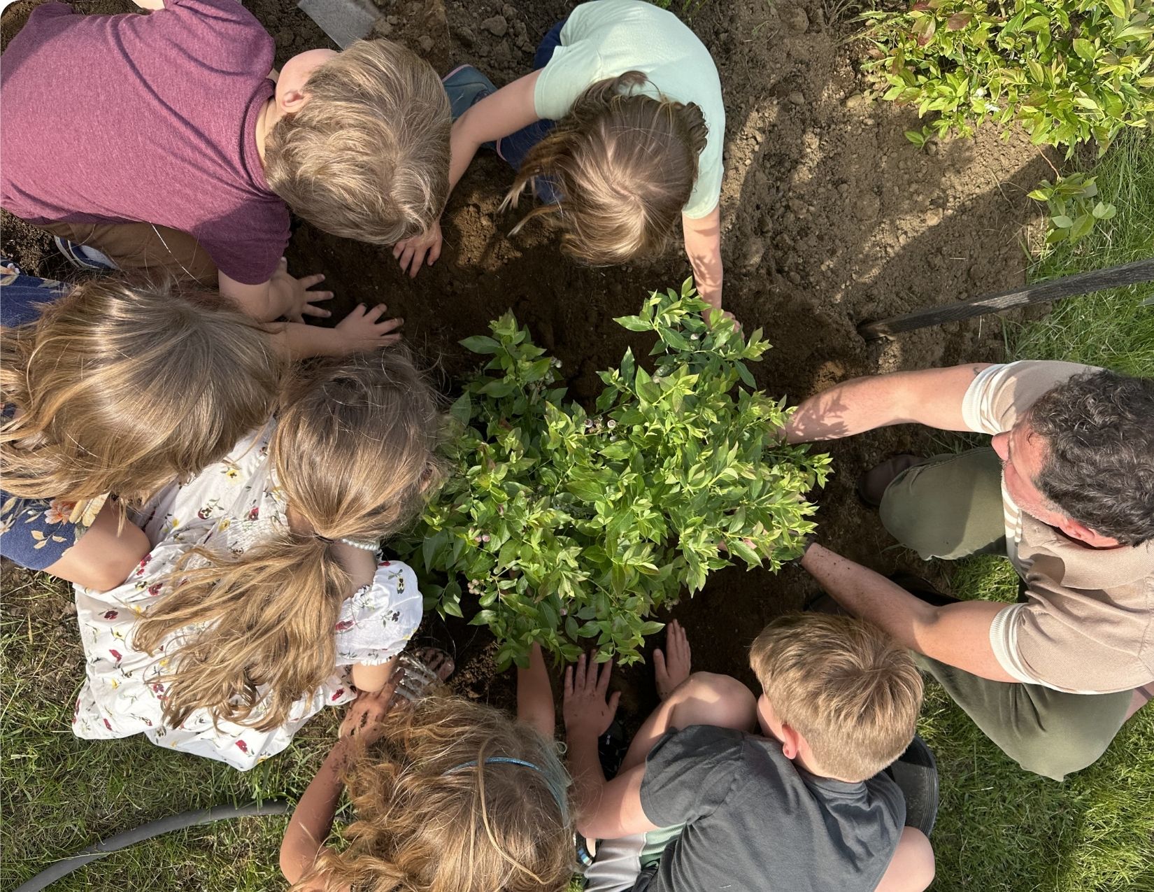 Children planting a bush together.