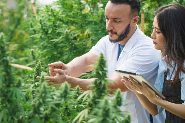 two researchers inspecting a cannabis plant